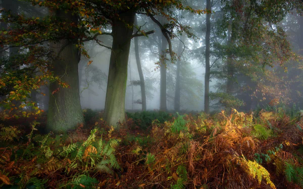 HD desktop wallpaper featuring a foggy forest scene with tall trees and vibrant ferns, capturing the serene beauty of nature.