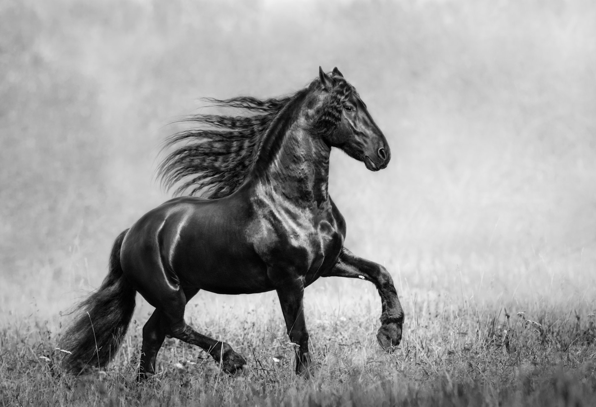 Download Black & White Animal Horse 4k Ultra HD Wallpaper