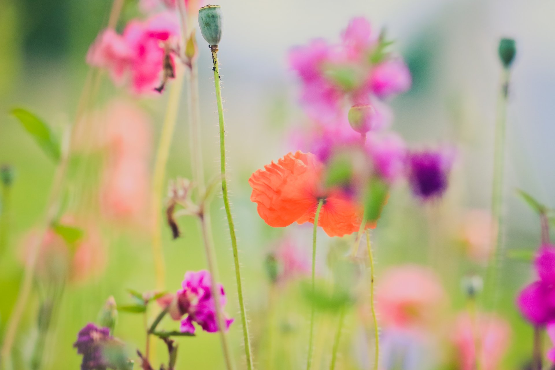 Download Blur Purple Flower Orange Flower Nature Flower 4k Ultra HD ...