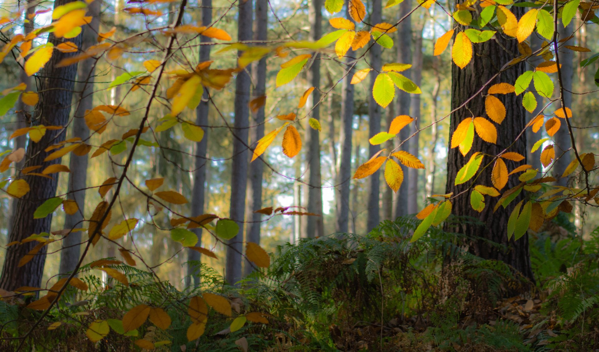 HD PC desktop wallpaper/background: oak tree with golden fall leaves framing a misty forest and mossy floor — serene nature scene.