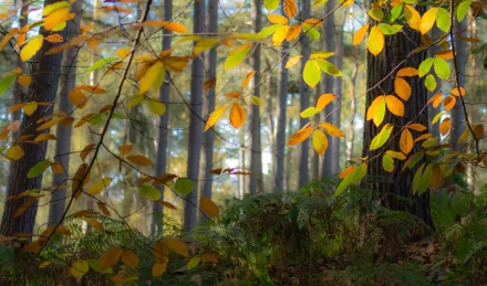  Autumn Leaves