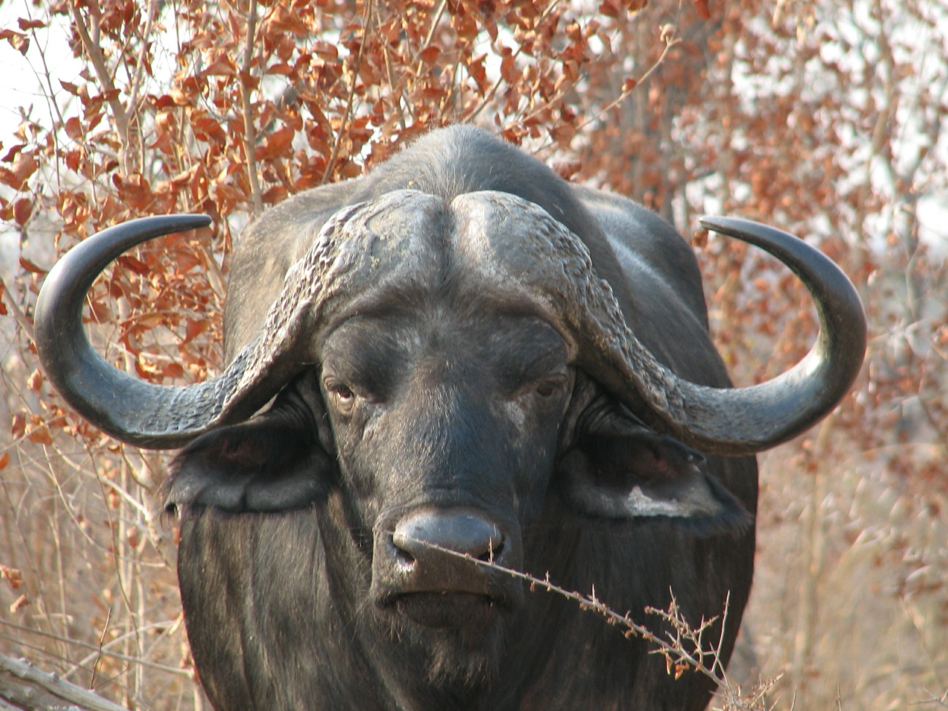 Buffalo in the KNP by christiaan509