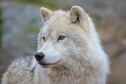 muzzle wolf Animal arctic wolf HD Desktop Wallpaper | Background Image