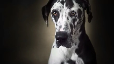dog muzzle Animal great dane HD Desktop Wallpaper | Background Image