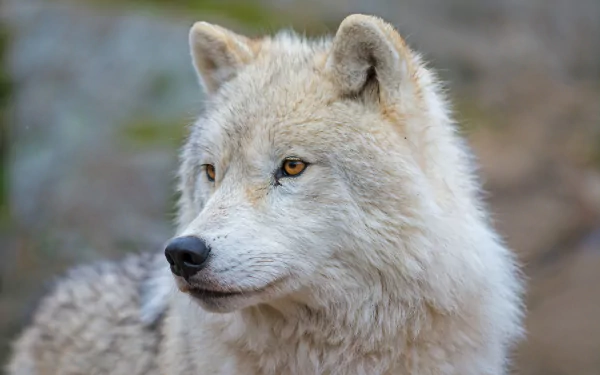 muzzle wolf Animal arctic wolf HD Desktop Wallpaper | Background Image