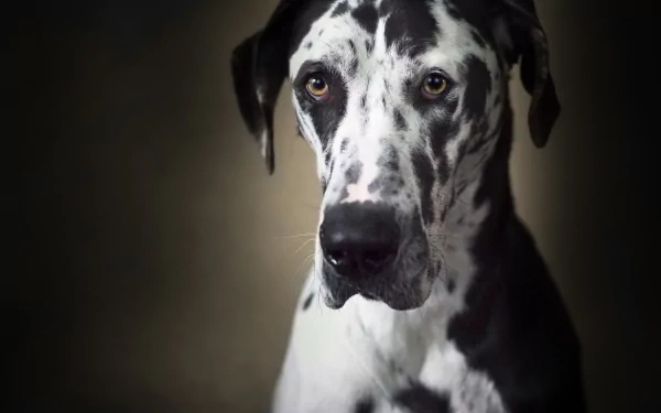 Close-up portrait of a Great Dane dog wearing a muzzle against a dark background, captured in sharp 4K Ultra HD quality.