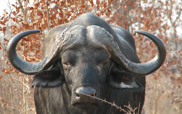  Buffalo in the KNP