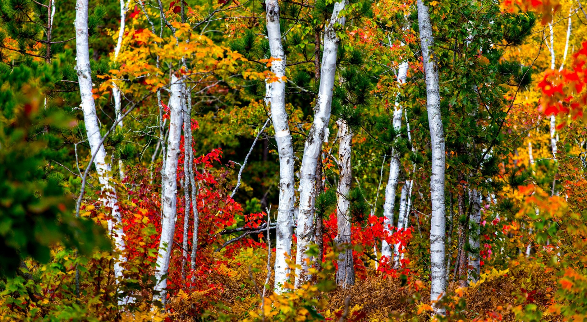 Birch Forest in Autumn