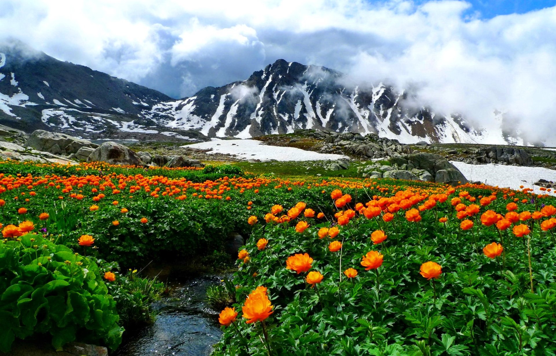 A vibrant field of orange flowers flourishes in the foreground, set against majestic mountains and a cloudy sky, capturing the beauty of nature in a stunning landscape.