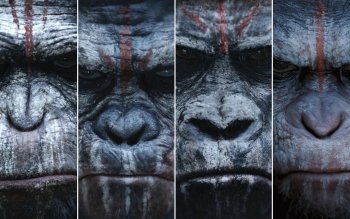 29 Dawn of the Planet of the Apes HD Wallpapers | Background Images