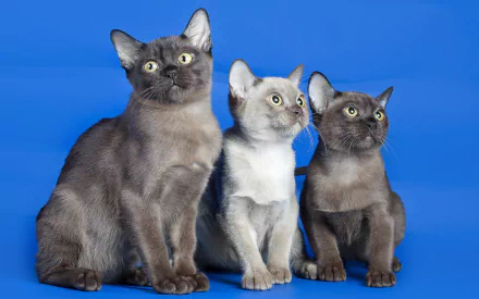 gray Animal cat HD Desktop Wallpaper | Background Image