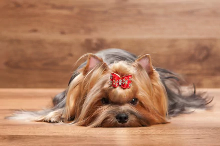 dog Animal yorkshire terrier HD Desktop Wallpaper | Background Image