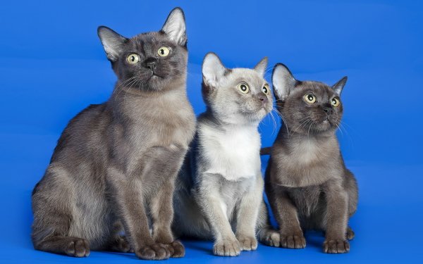 Animal Cat Cats Gray HD Wallpaper | Background Image