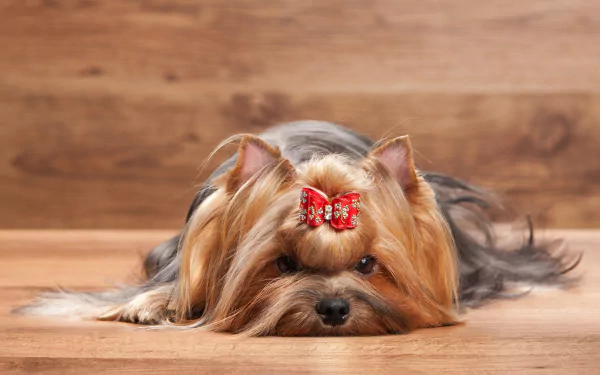 dog Animal yorkshire terrier HD Desktop Wallpaper | Background Image