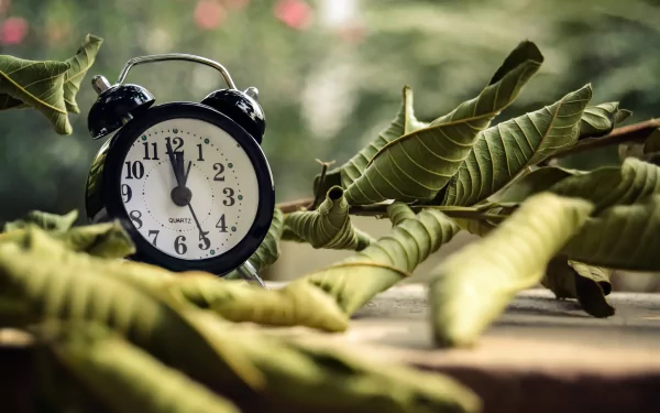 HD PC desktop wallpaper background: man-made black vintage alarm clock nestled among green leaves on a wooden ledge, soft bokeh garden backdrop.