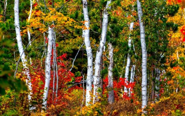 Earth Birch Forest Tree Fall HD Wallpaper | Background Image