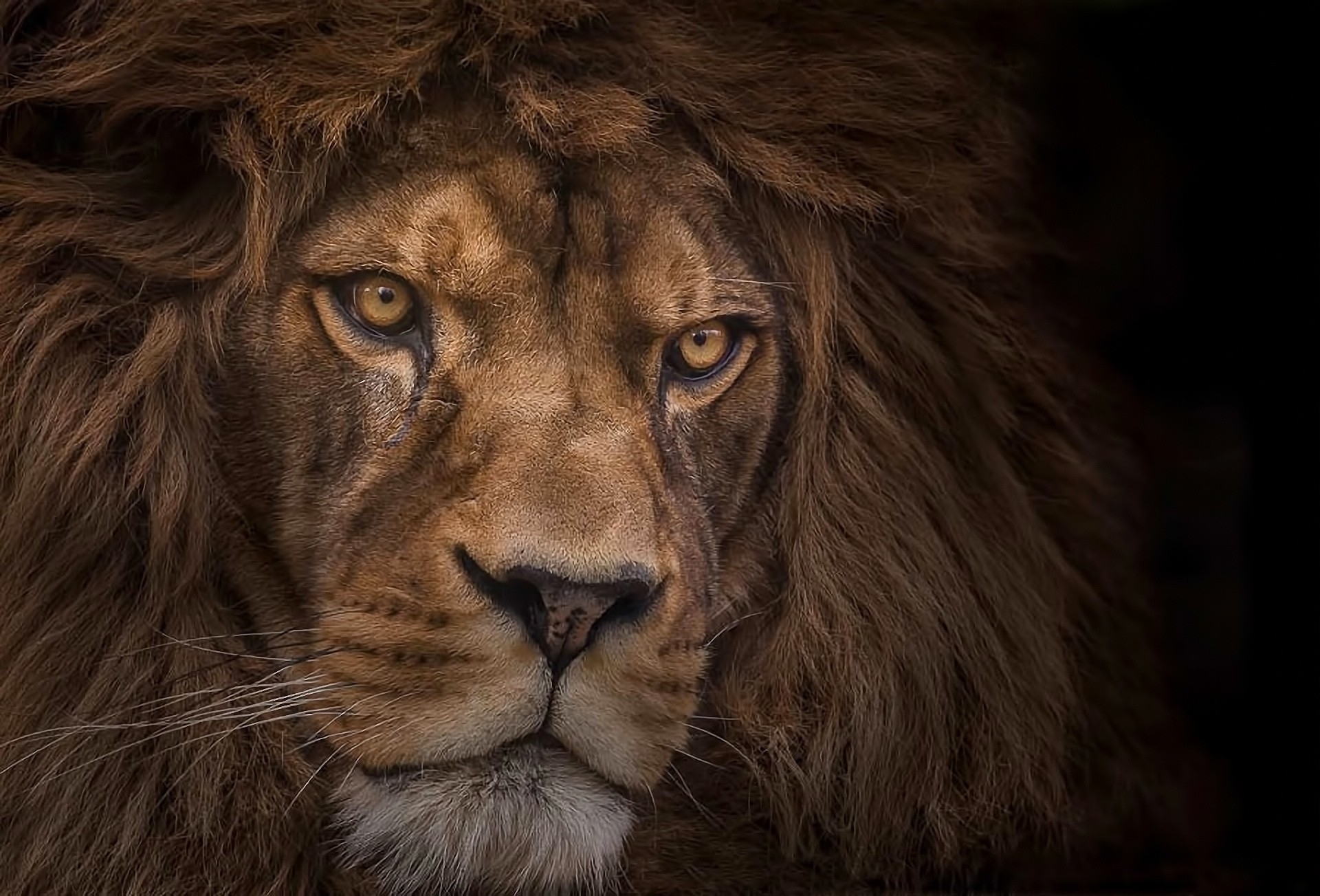 Download Close-up Face Animal Lion HD Wallpaper