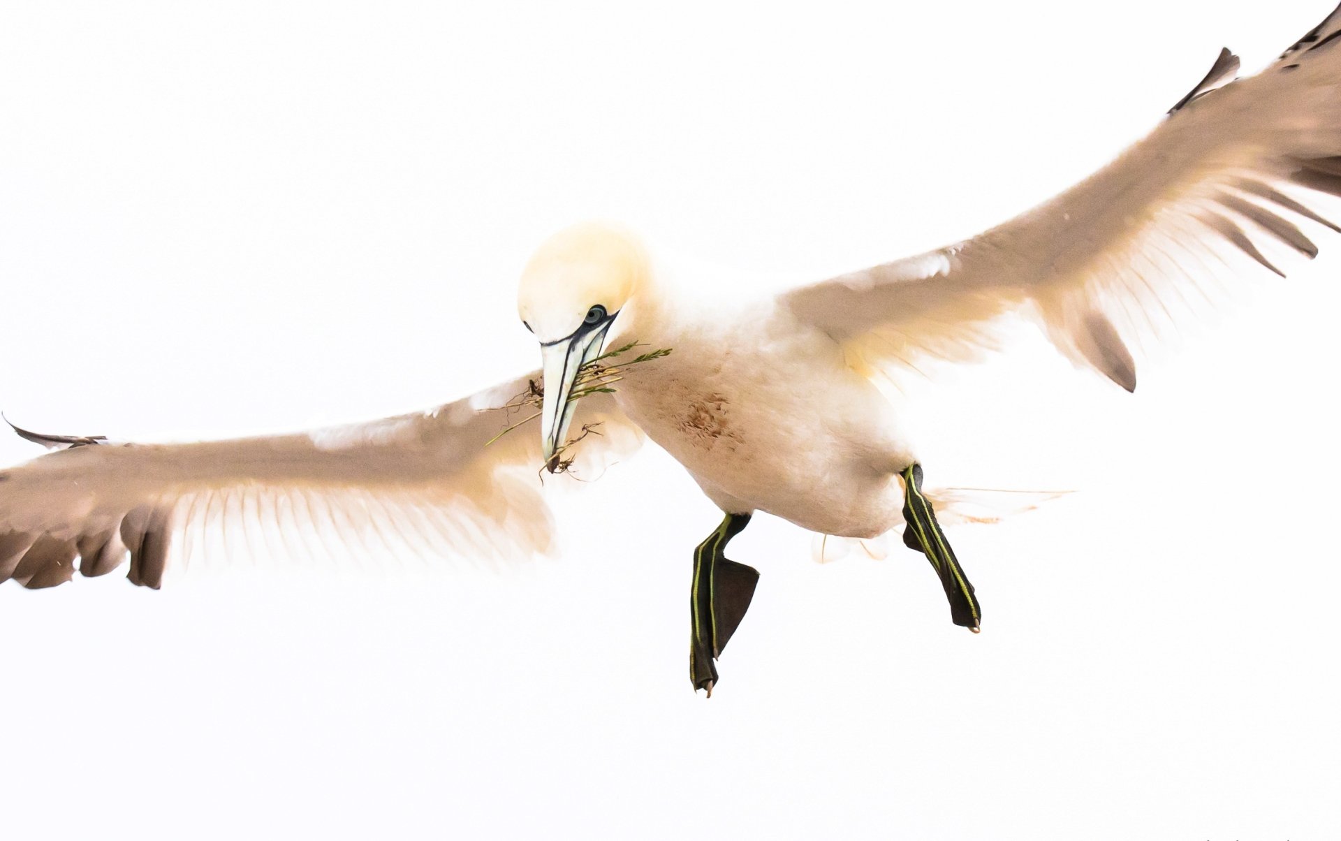 Download Bird Animal Northern Gannet HD Wallpaper