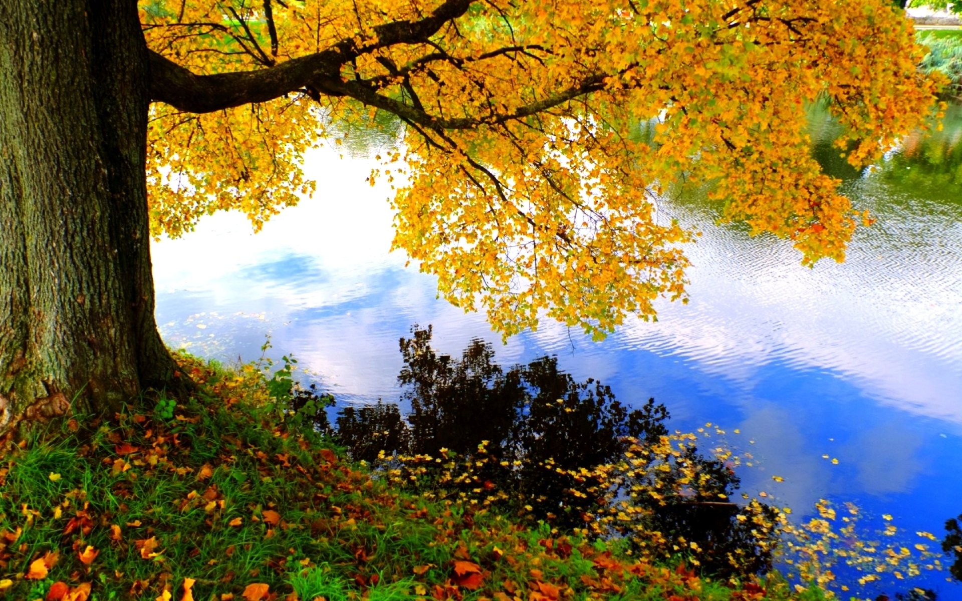 Autumn Tree by the Lake