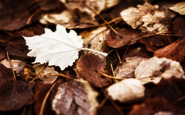 Nature Leaf Fall HD Wallpaper | Background Image