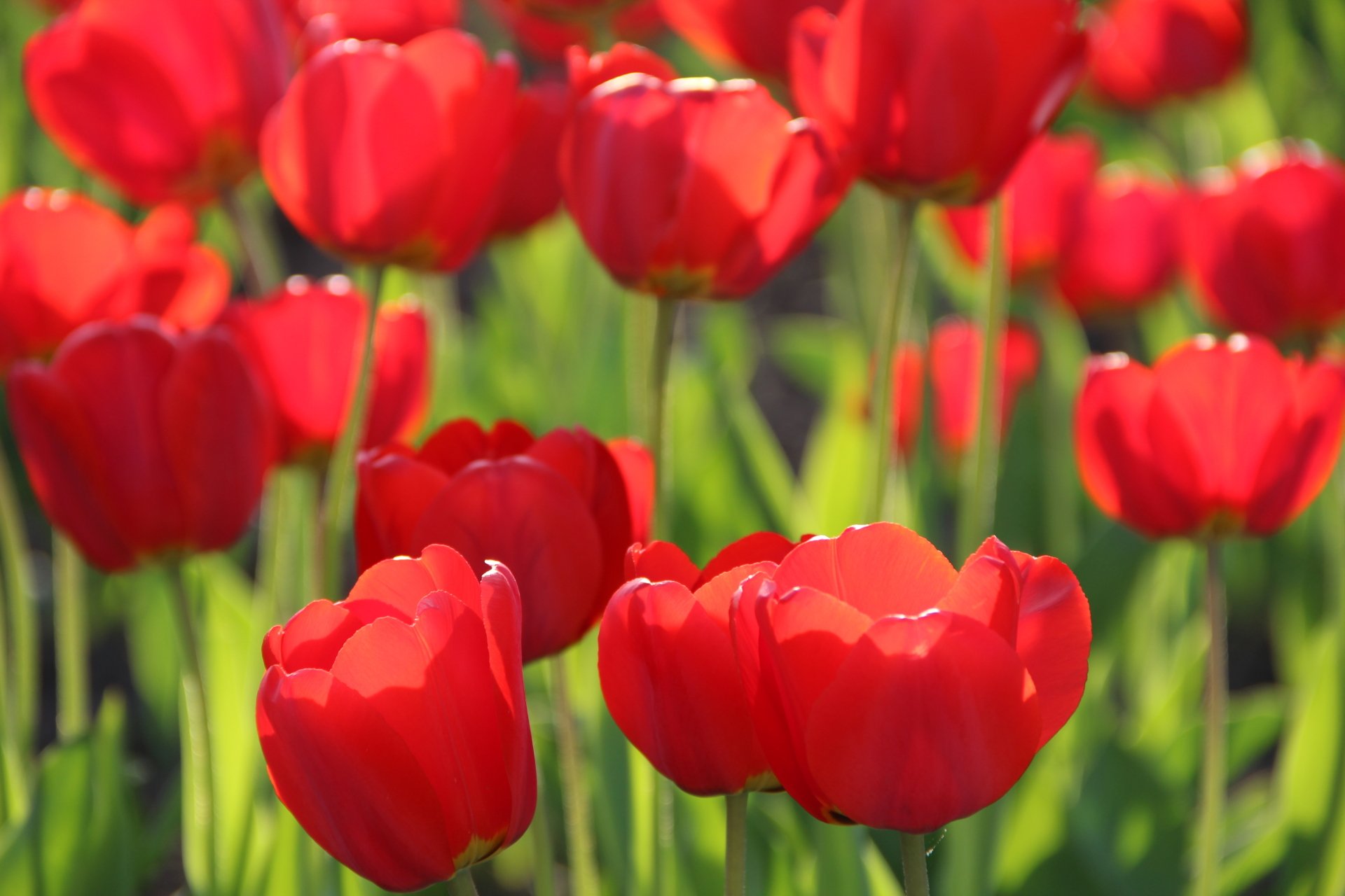 Download Nature Red Flower Flower Tulip 4k Ultra HD Wallpaper ...