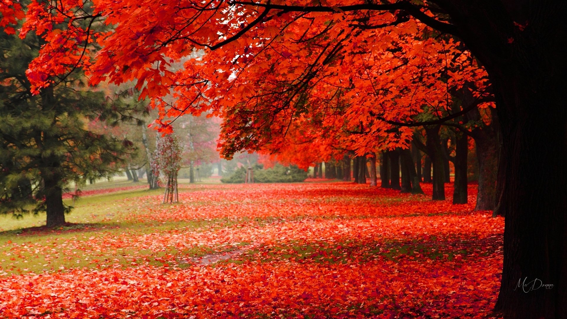 Download Fall Tree Earth Photography Park HD Wallpaper by MaDonna ...