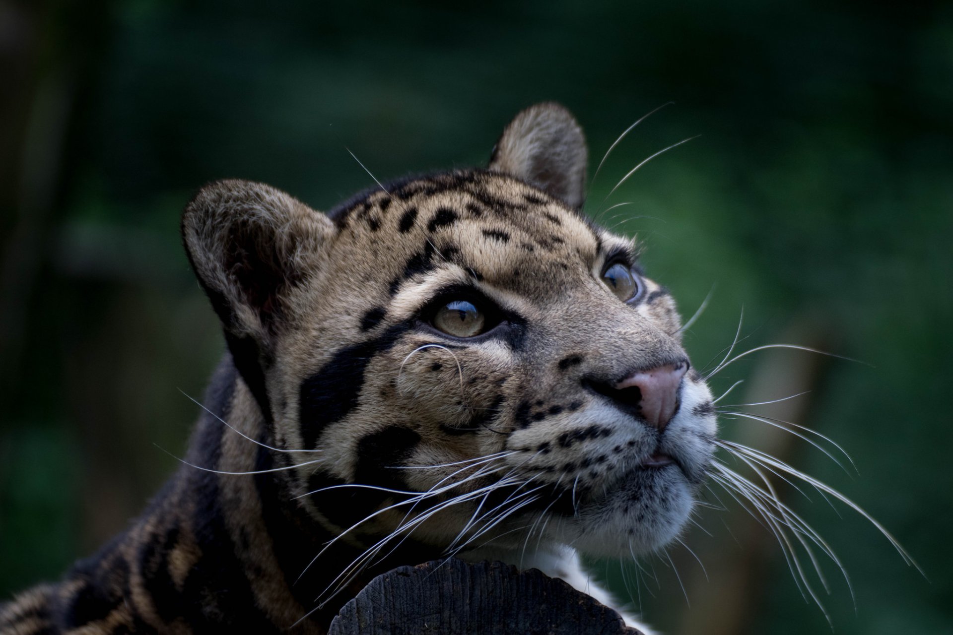 Download Close-up Animal Clouded Leopard HD Wallpaper