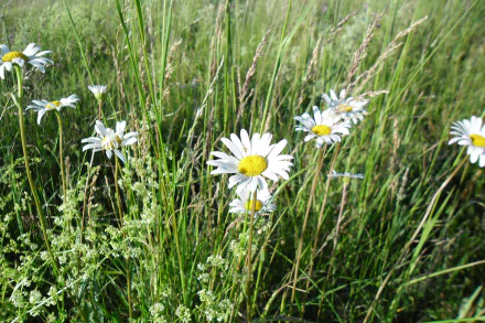 grass white flower nature flower camomile HD Desktop Wallpaper | Background Image