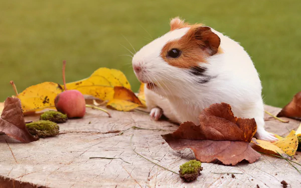 5K Ultra HD PC desktop wallpaper: a guinea pig animal (rodent) nestled among fall leaves, acorns and moss on a weathered tree stump.
