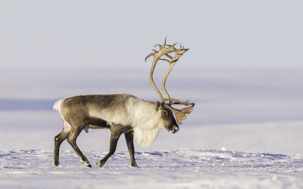snow Animal reindeer HD Desktop Wallpaper | Background Image