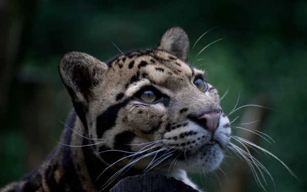 close-up Animal clouded leopard HD Desktop Wallpaper | Background Image