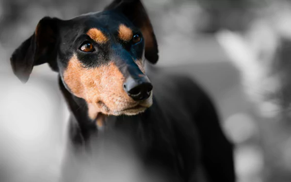 blur muzzle dog Animal German Pinscher HD Desktop Wallpaper | Background Image
