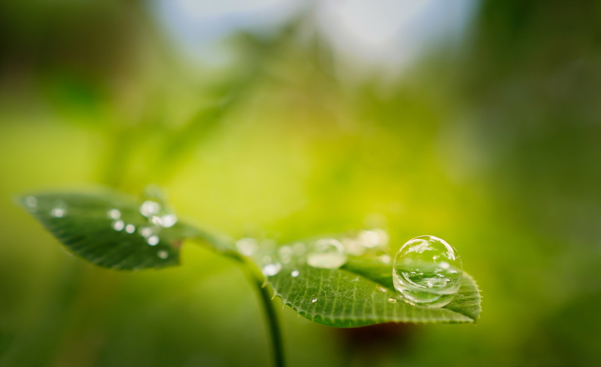 Download Bubble Green Leaf Blur Nature Water Drop Hd Wallpaper