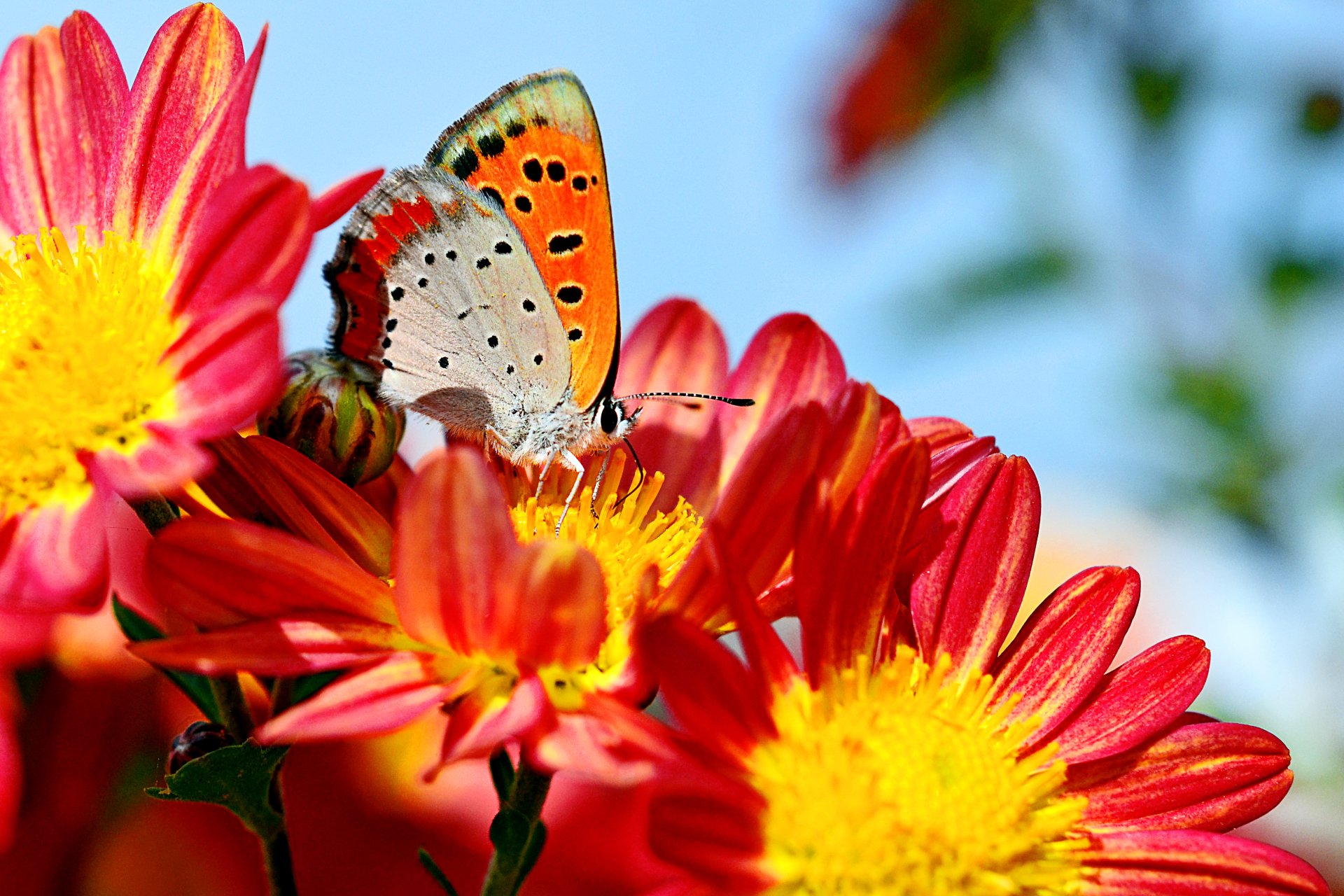2K Quad HD PC desktop wallpaper: a colorful butterfly perched on vibrant red and yellow flowers against a soft blue sky.