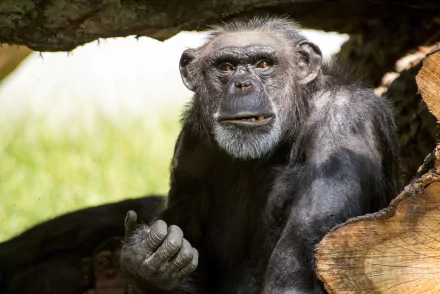 HD desktop wallpaper featuring a close-up of a chimpanzee, a primate and monkey, sitting among tree branches with a natural green background.