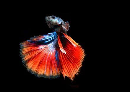 A vibrant HD desktop wallpaper featuring a colorful Siamese fighting fish (betta) with striking blue and red fins against a black background.