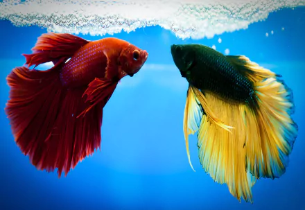 siamese fighting fish Animal betta HD Desktop Wallpaper | Background Image