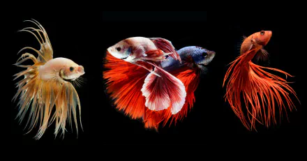 HD desktop wallpaper of three vibrant siamese fighting fish, or bettas, against a black background. The fish showcase various bright colors and elegant, flowing fins.