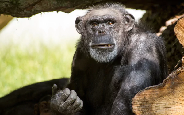HD desktop wallpaper featuring a close-up of a chimpanzee, a primate and monkey, sitting among tree branches with a natural green background.