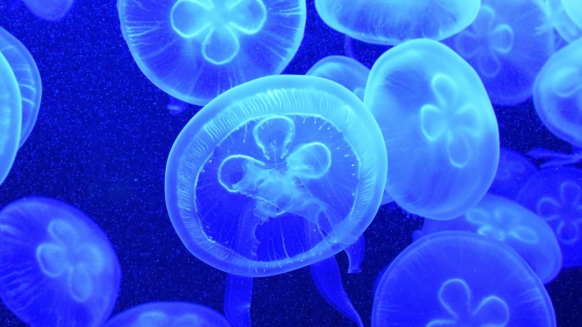 Download Animal Jellyfish Hd Wallpaper