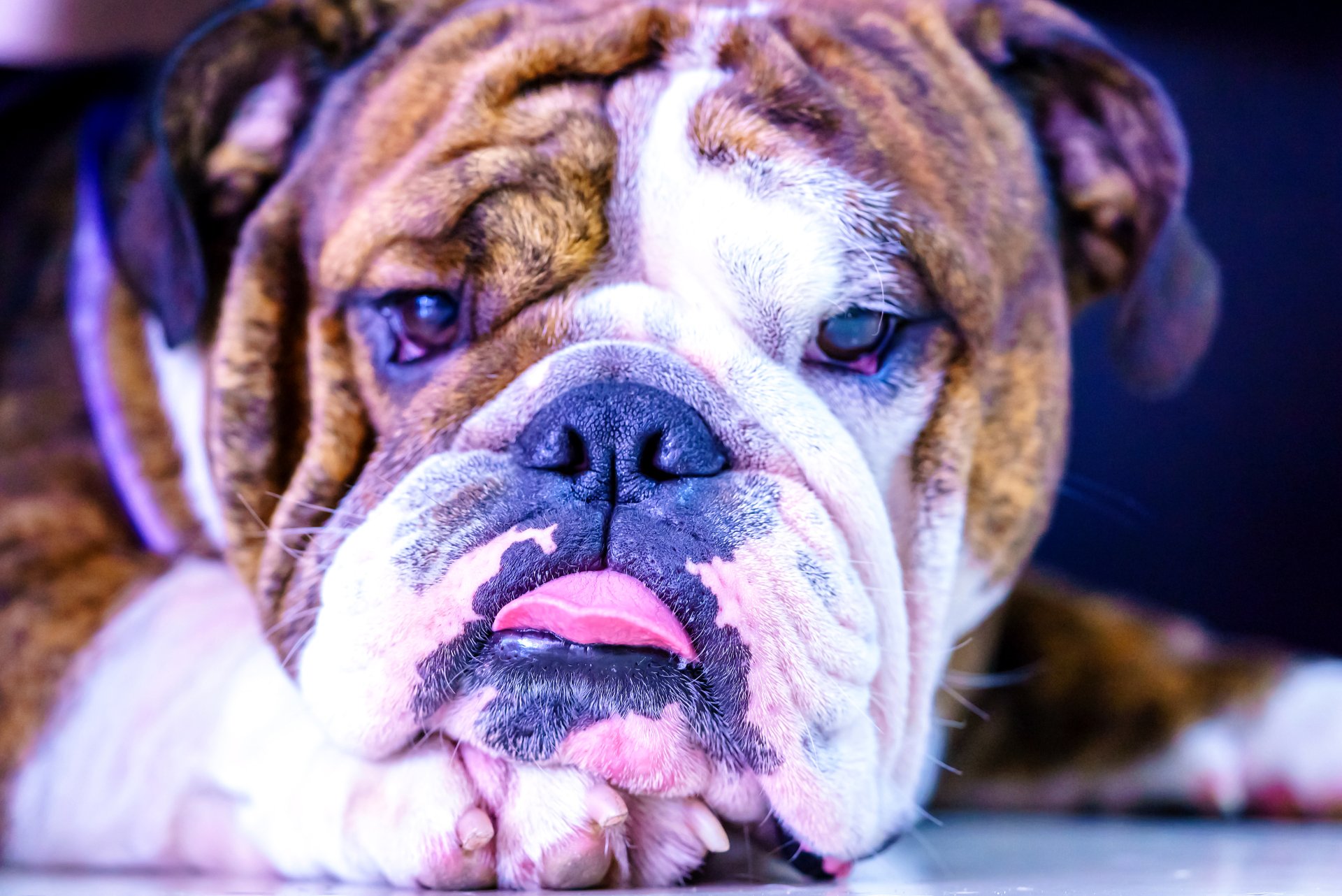 Download Muzzle Dog Animal Bulldog 4k Ultra HD Wallpaper