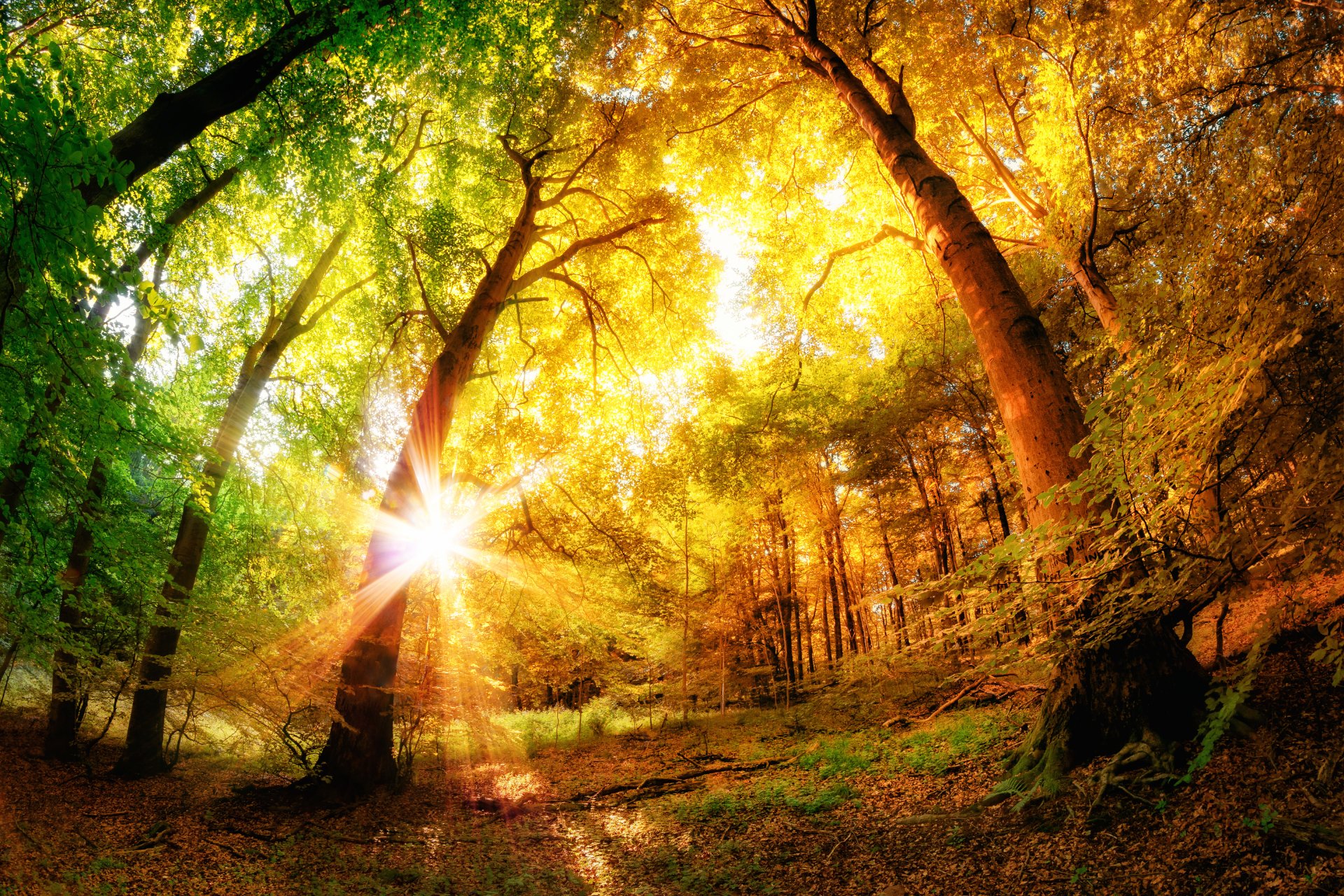 Download Sunbeam Nature Fall 4k Ultra HD Wallpaper | 4800x3200 ...