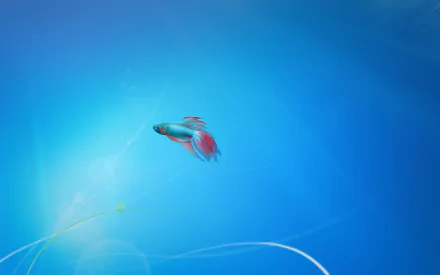 siamese fighting fish Animal betta HD Desktop Wallpaper | Background Image