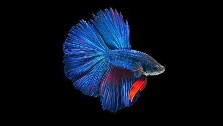 HD desktop wallpaper featuring a vibrant blue and red Siamese fighting fish (betta) against a solid black background, showcasing its flowing fins and striking colors.