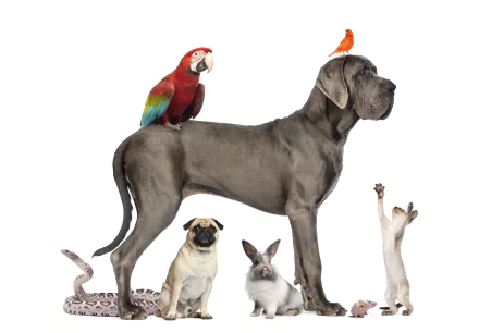 dog rabbit snake cat great dane bird macaw Animal pets HD Desktop Wallpaper | Background Image