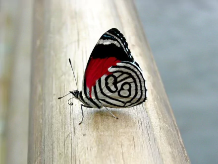 Close-up of a colorful butterfly with intricate patterns on its wings, perched on a wooden surface. This HD desktop wallpaper showcases the beauty of its vivid red, black, and white markings.