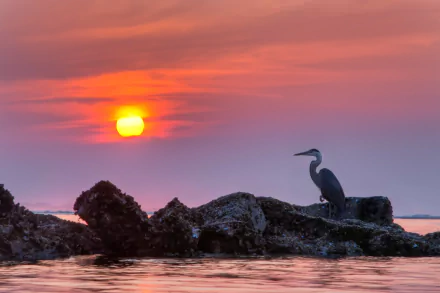  Seagull on Ocean Rocks at Sunset