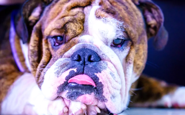 muzzle dog Animal bulldog HD Desktop Wallpaper | Background Image
