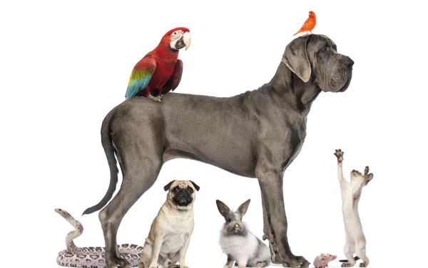 dog rabbit snake cat great dane bird macaw Animal pets HD Desktop Wallpaper | Background Image