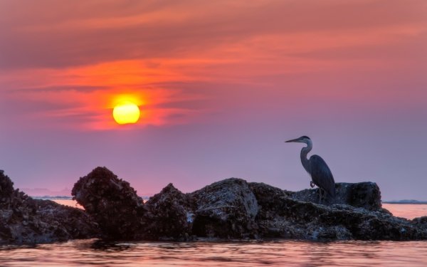 Animal Great blue heron Birds Herons Bird Ocean Sea Rock Sunset Heron HD Wallpaper | Background Image
